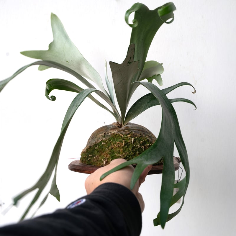 2025.11/4〜】板付ビカクシダ P. willnckii 'little girl'