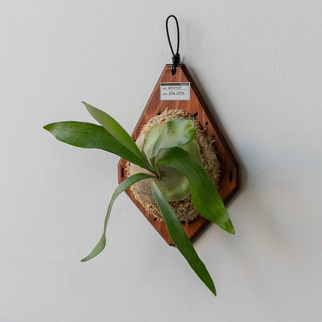 ビカクシダ | STORES