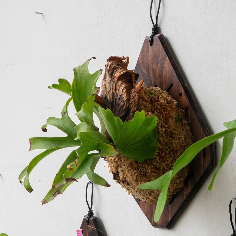 2025.7/16〜】板付ビカクシダ P. coronarium 'dragon tre