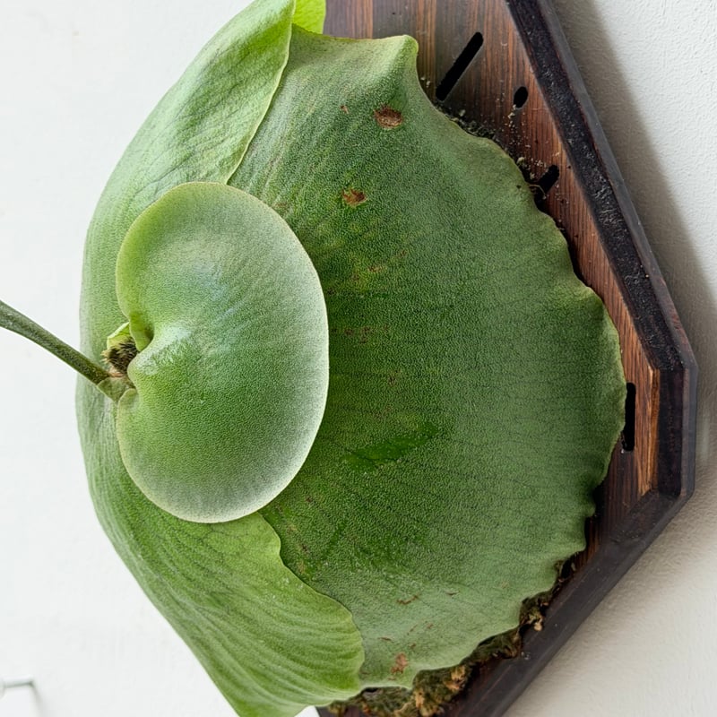 P. alcicorne var. africa (pup) 中株 ビカクシダ 2026.6/25〜】板付ビカクシダ P. alcicorne Africa | IMAMA