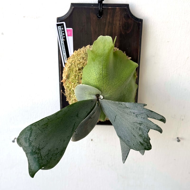 板付ビカクシダ P. willinckii Bali × P. willinckii si