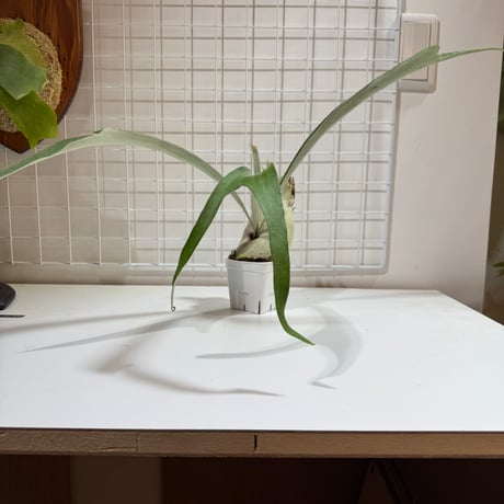 CATEGORY veitchii | IMAMA