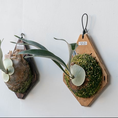 ビカクシダ セット ビカクシダセット15種 【公式通販】