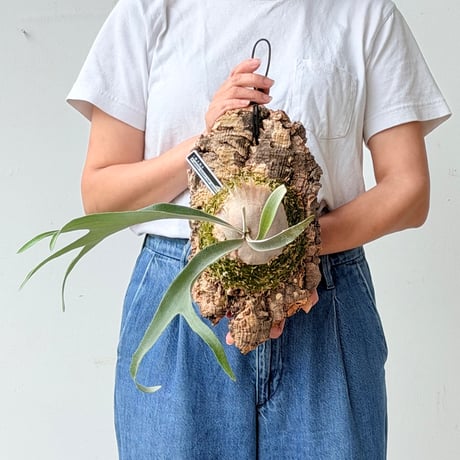 【2026.6/25〜】コルク付ビカクシダ　P. veitchii 'Auburn river' sporeling
