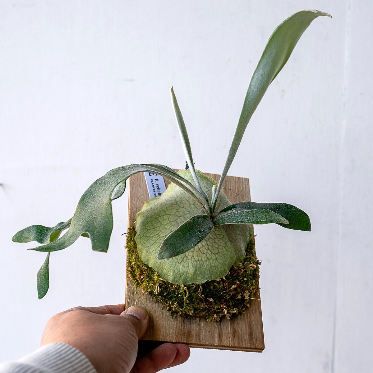 ビカクシダ 板付 2024012000004 ビカクシダ 板付 2024012000004 ビカクシダ 板付 2024012000004 【公式