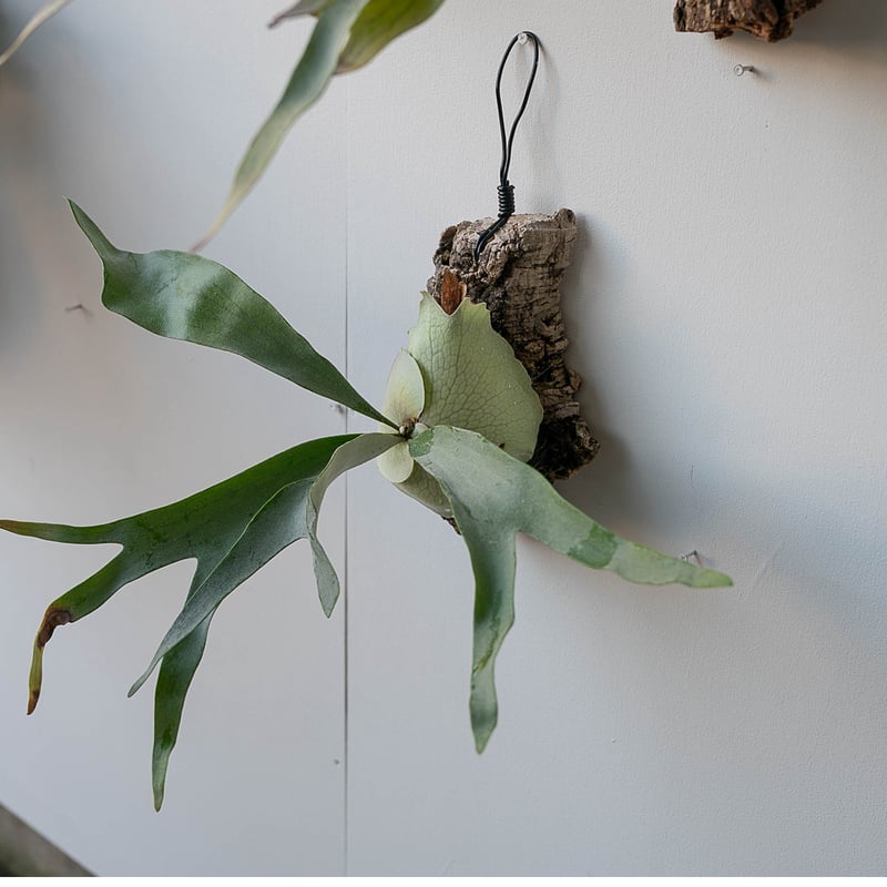 親株　ビカクシダ　オラモ　ORAMO veitchii コルク付 親株 ビカクシダ オラモ ORAMO veitchii コルク付 親株 ビカクシダ