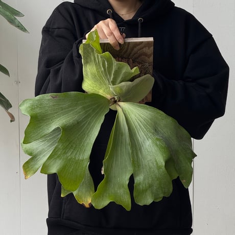 【2026.5/24〜】板付ビカクシダ　  P. bifurcatum × P. elephantotis [TC]