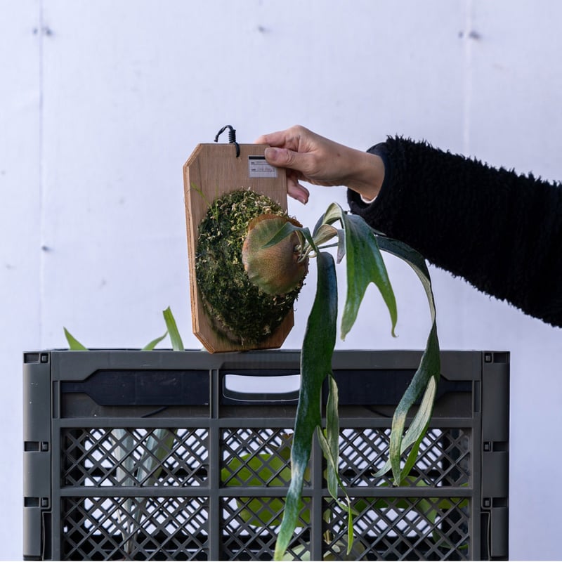 Princess　ビカクシダ Jenny TC+タグ10枚+肥料籠10個 Princess ビカクシダ Jenny TC+タグ10枚+肥料籠10個 お得セット