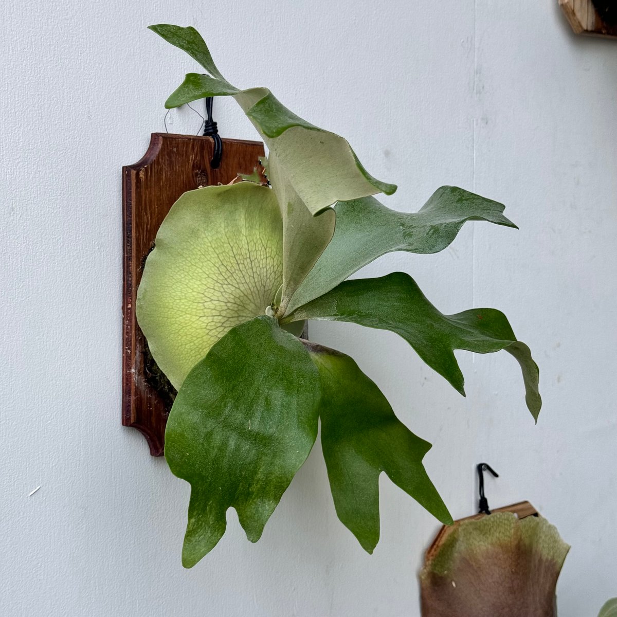 P. willinckii cv. Moana ビカクシダ P. willinckii cv. Moana ビカクシダ P. willinckii cv. Moana