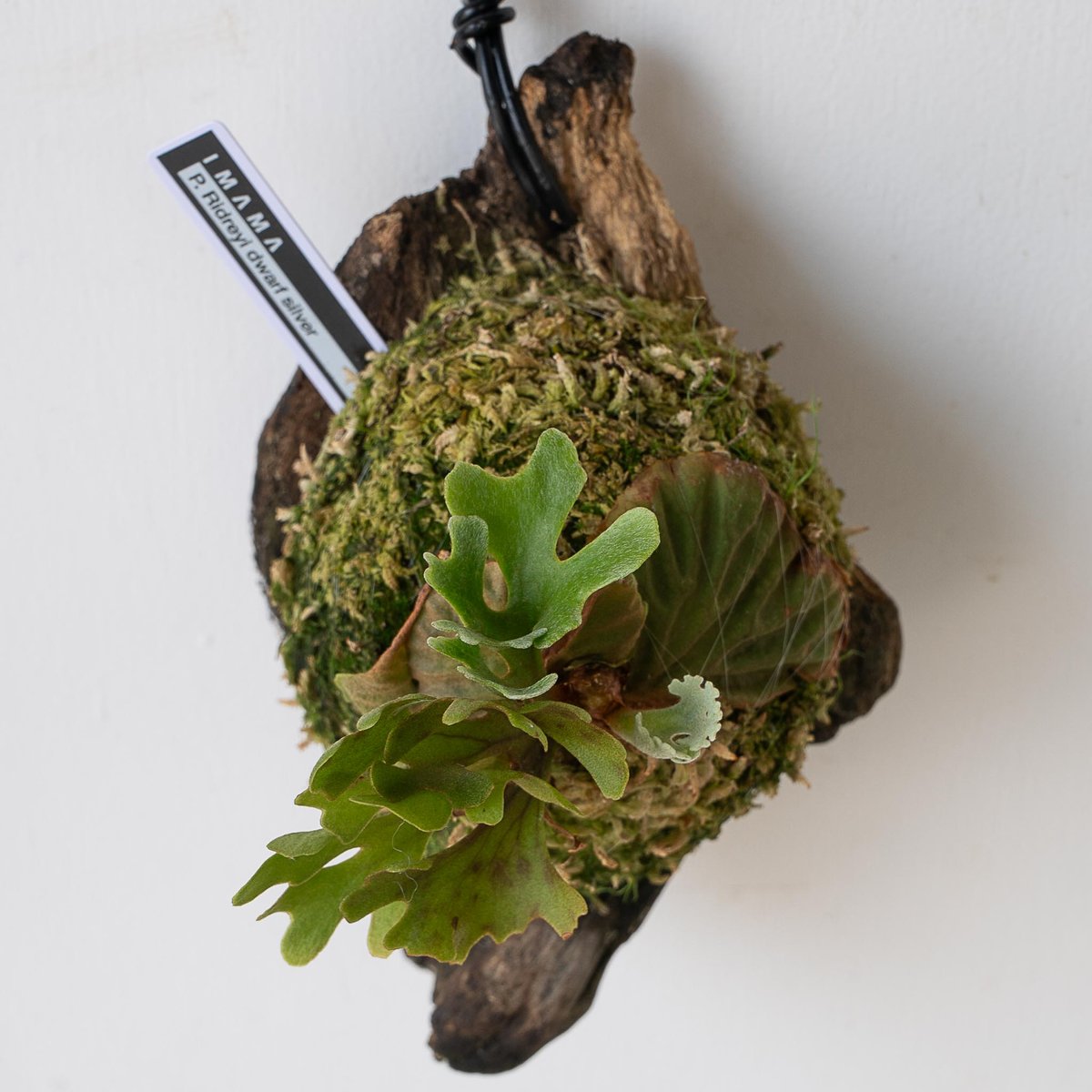 ビカクシダ P.ridleyi dwarf silver 1731 P. ridleyi dwarf 'Silver' 分岐多くなってきました こちらの株