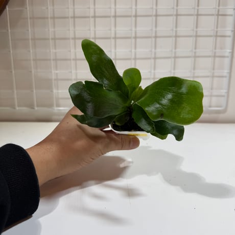 ビカクシダ | STORES