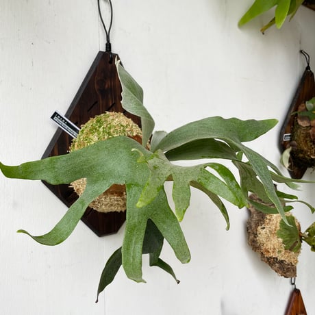 【2025.5/30〜】板付ビカクシダ　 P. Foong siqi sporeling 'Geisha'（TC）