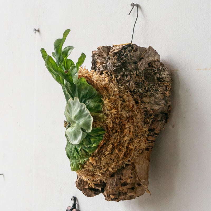 2025.7/15〜】コルク付ビカクシダ P wandae dwarf（TC） | IMAMA