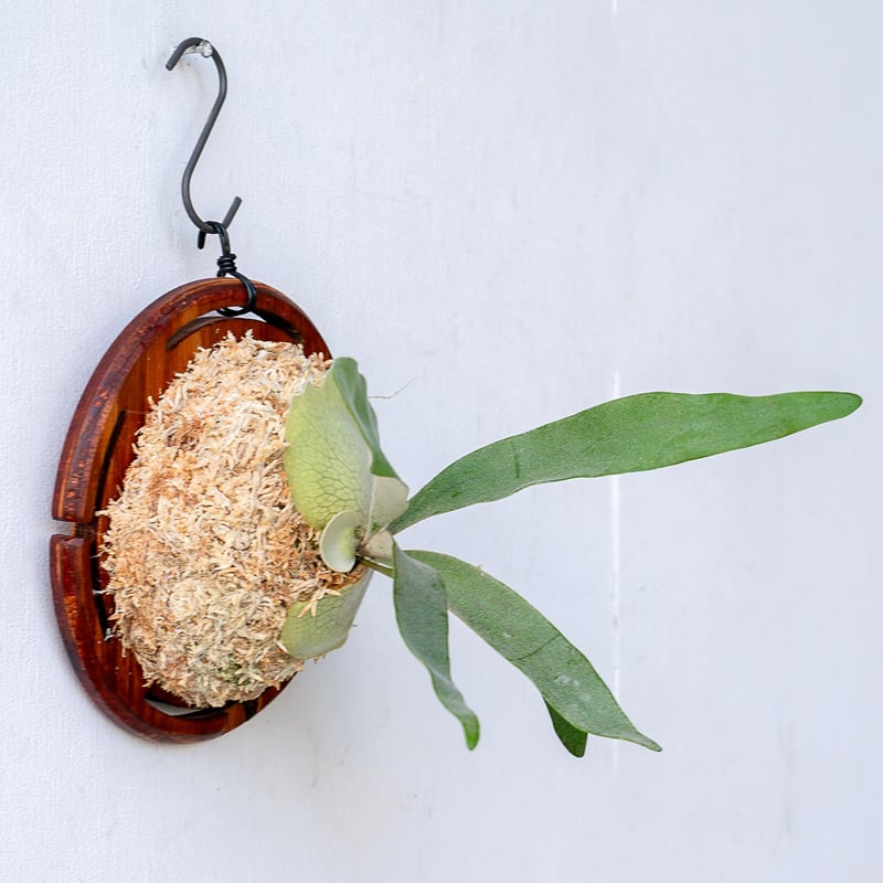 2025.11/12〜】板付ビカクシダ P. veitchii_1 | IMAMA