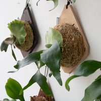 2025.2/2〜】板付ビカクシダ P. willinckii Nano sporeling