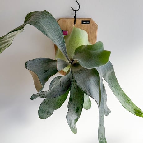 CATEGORY willinckii | IMAMA