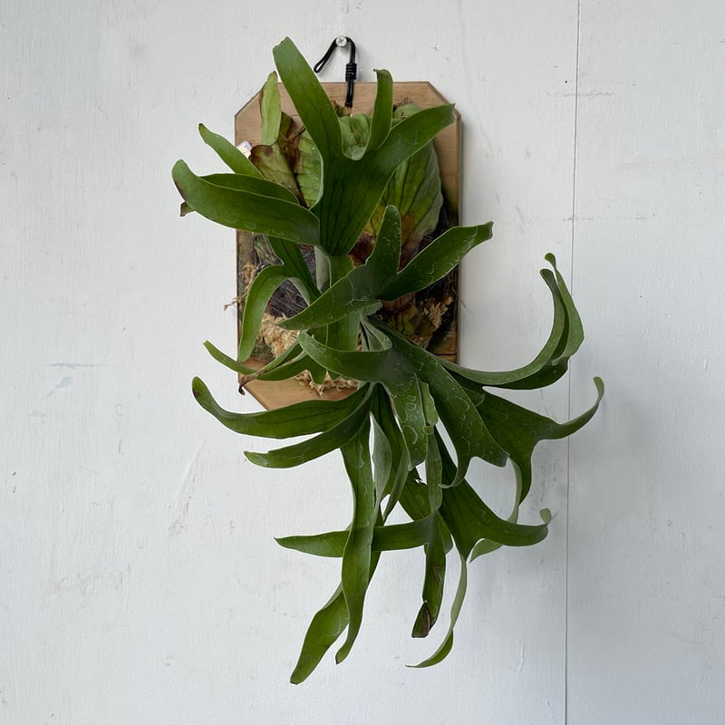 2025.6/23〜】板付ビカクシダ P. coronarium Dragon Tree