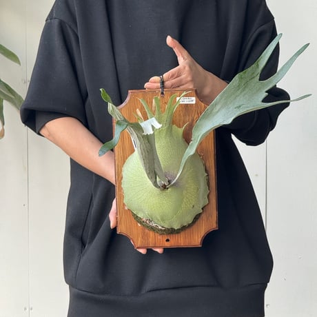 CATEGORY veitchii | IMAMA