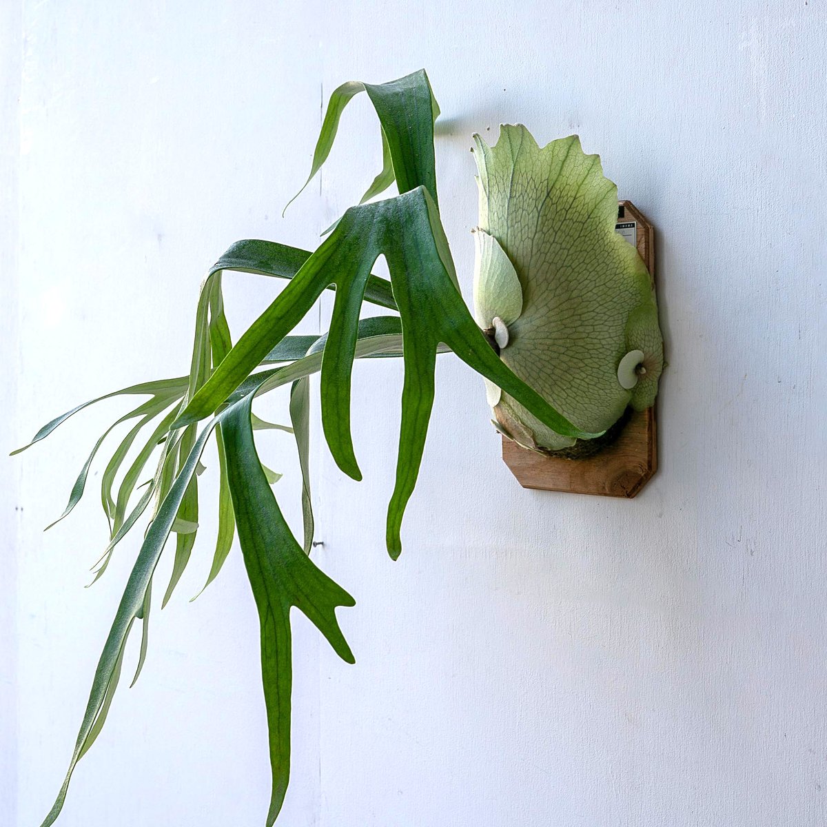 2022.10/18~】板付ビカクシダ P. Monkey North（pup） | IMAMA