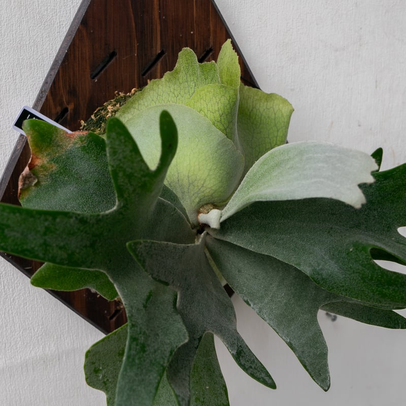 2025.11/4〜】板付ビカクシダ P. Bambi | IMAMA