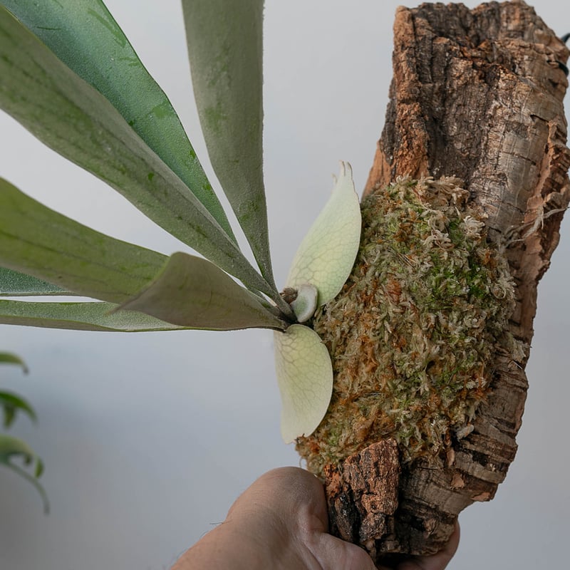 2025.12/31〜】コルク付ビカクシダ P. veitchii_3 | IMAMA