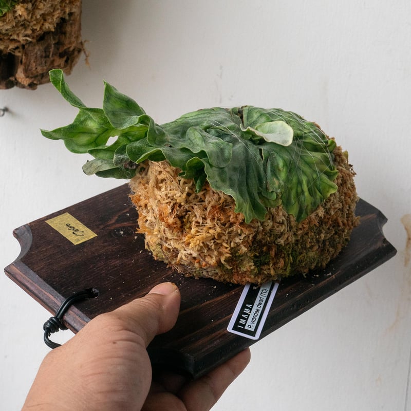 2025.7/15〜】板付ビカクシダ P wandae dwarf（TC） | IMAMA