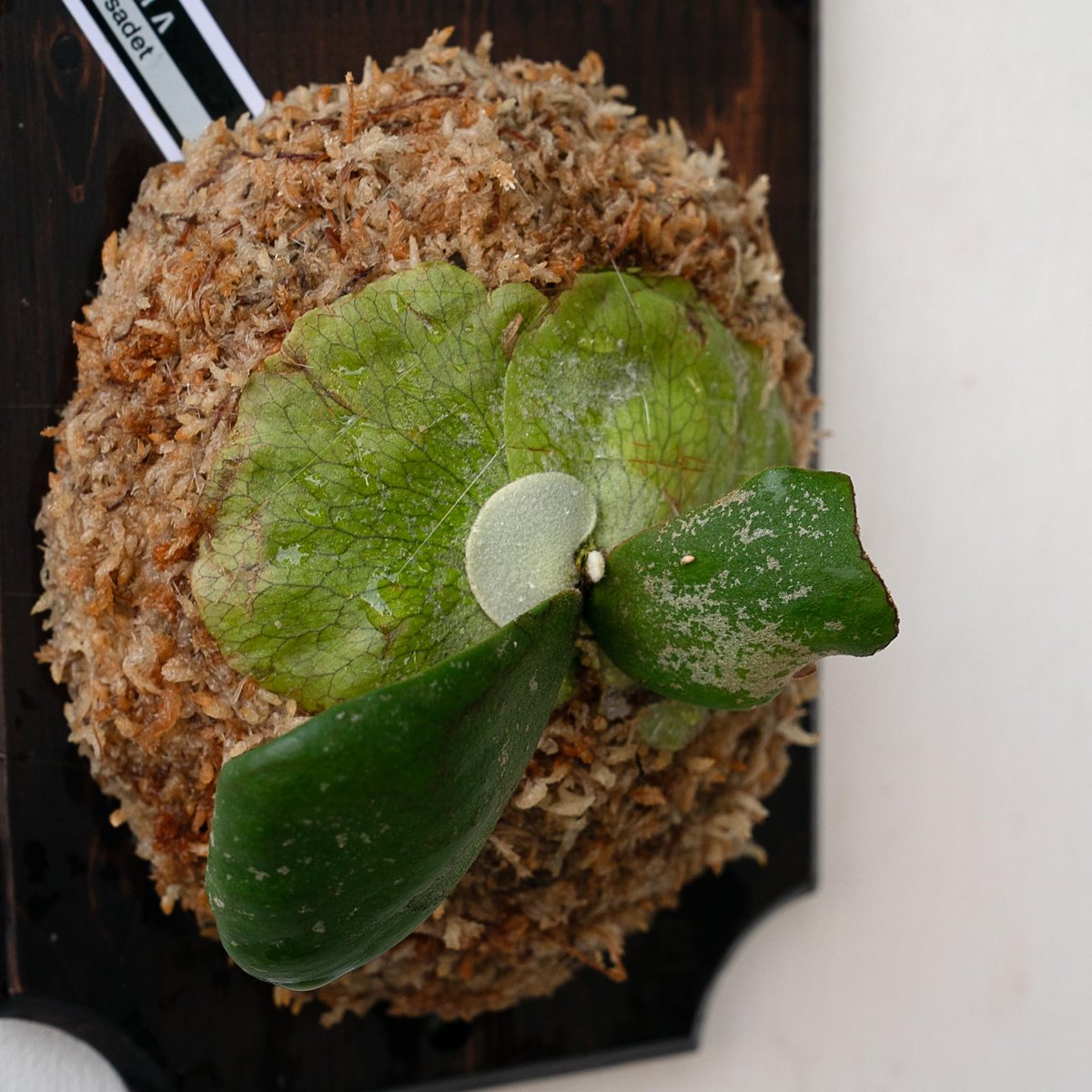 ビカクシダ　P.FSQ VP#11 pup 焼き板付け ビカクシダ P.FSQ VP#11 pup 焼き板付け