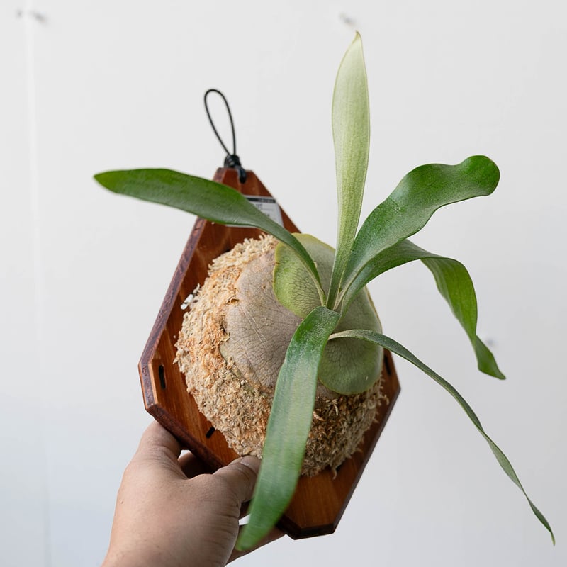 2025.12/31〜】板付ビカクシダ P. 'Blue Vista' （'Paul We