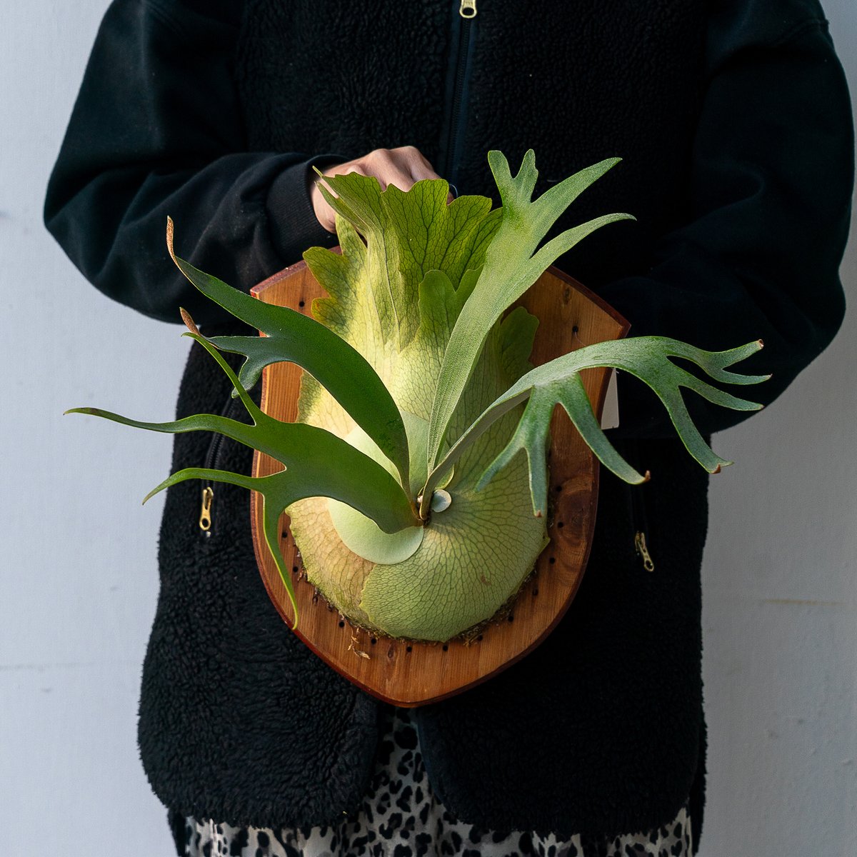 P.Pegasus(ペガサス)