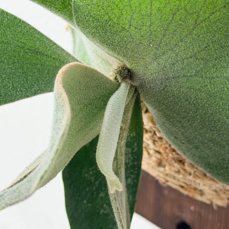 【2026.7/2〜】板付ビカクシダ　  P. wilinckii 'Aplus' sporeling