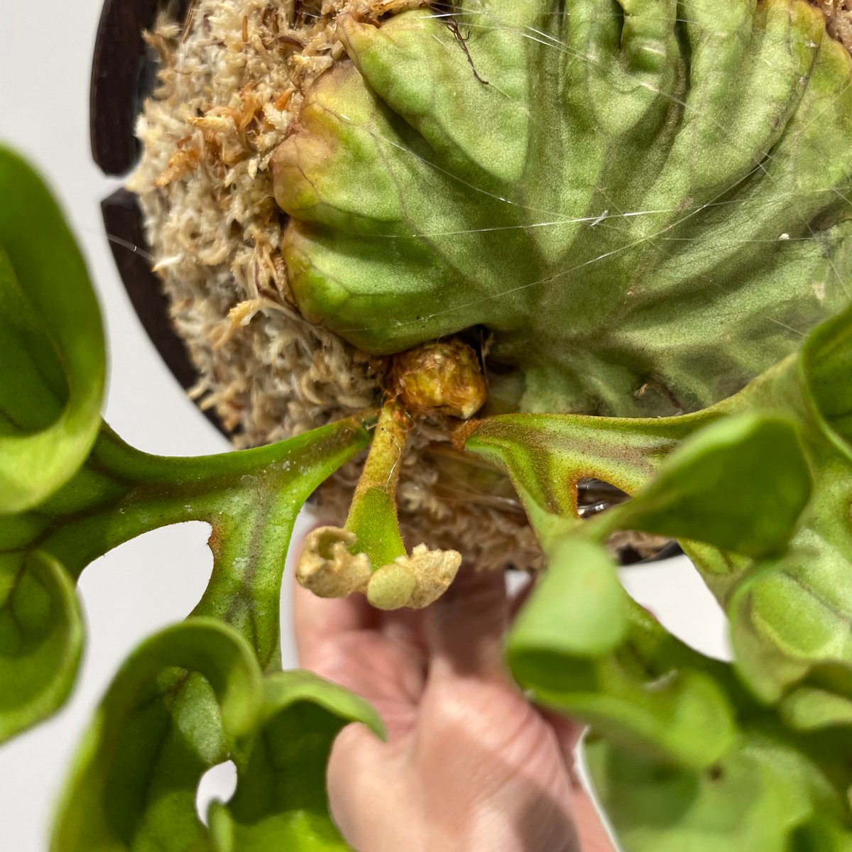 ridleyi 板付NO.297 ビカクシダ