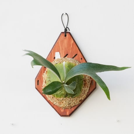 コウモリラン | STORES