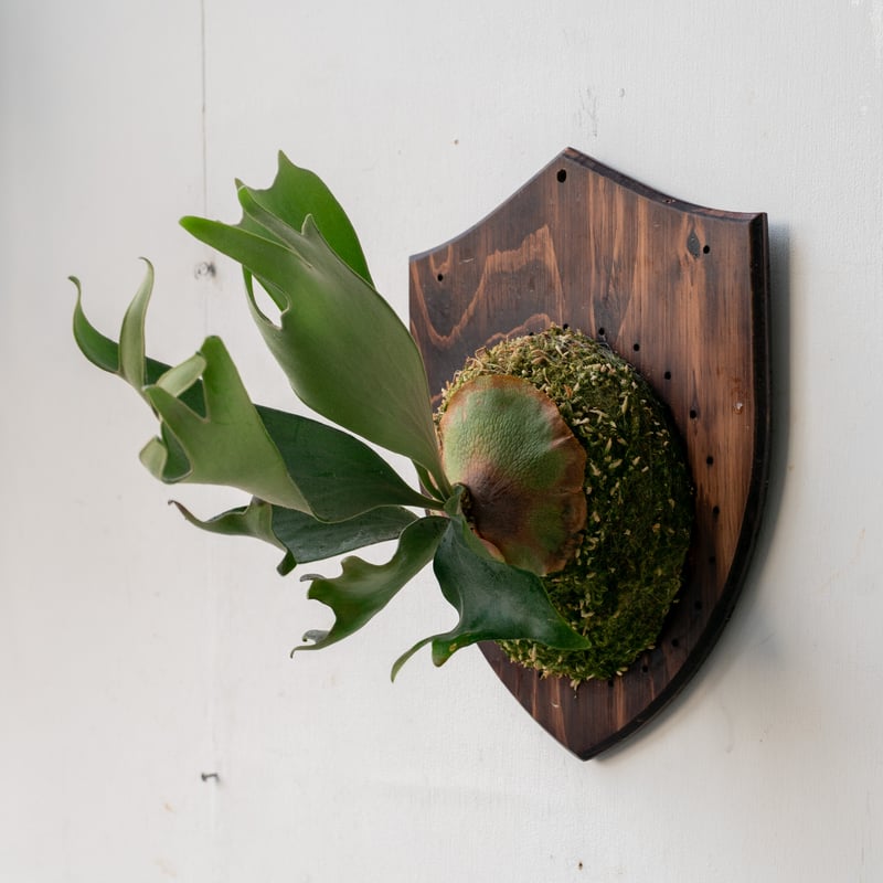 2025.5/10〜】板付ビカクシダ P. Phoenix（pup） | IMAMA