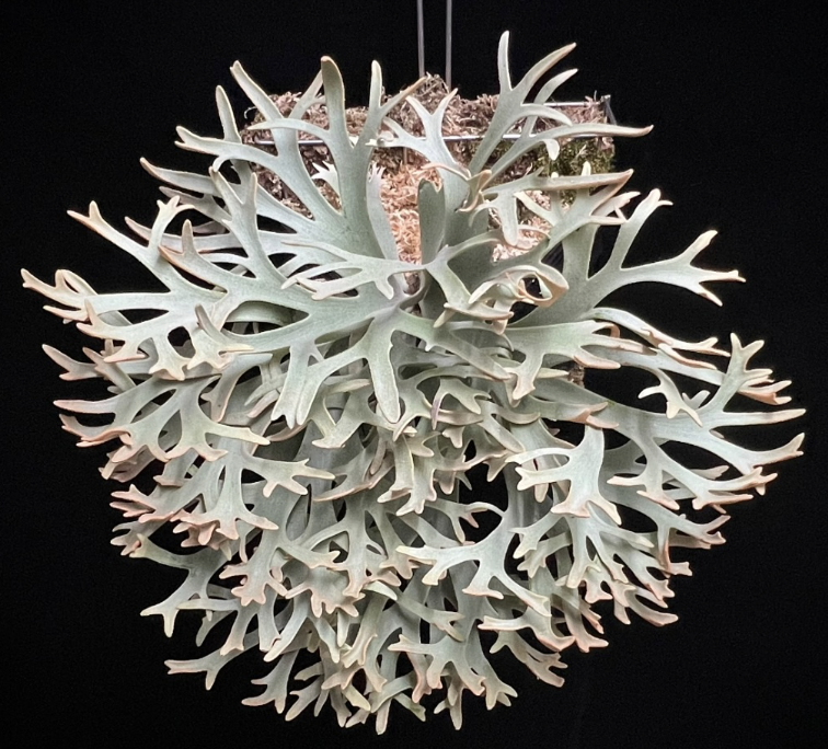 2025.11/12〜】板付ビカクシダ P. willinckii 'Antler cro