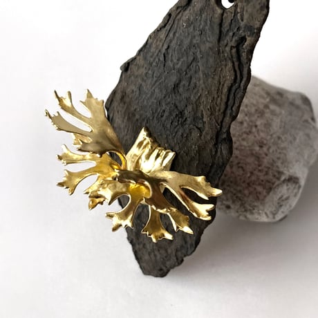 ビカクシダ　キヨマサ　子株 ビカクシダ キヨマサ 子株 - メルカリ