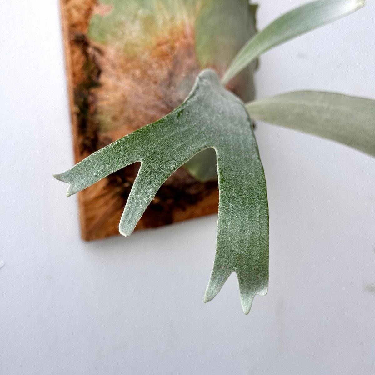 子株多数】P.White Hawk ホワイトホーク 親株 子株付 ビカクシダ