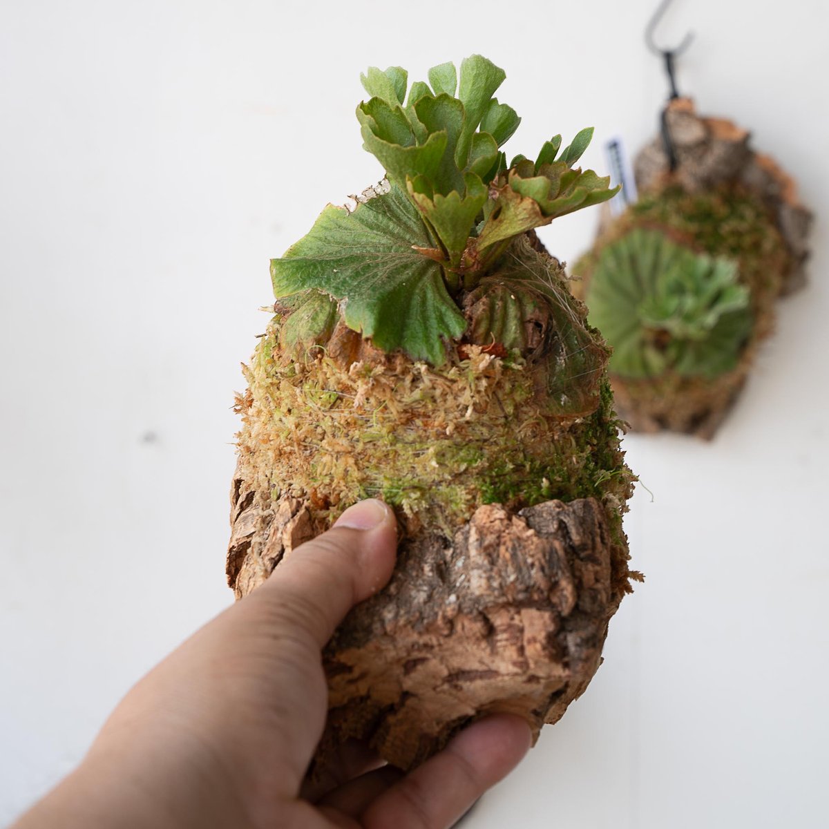 2025.7/7〜】板付ビカクシダ P. Ridleyi dwarf silver コルク0