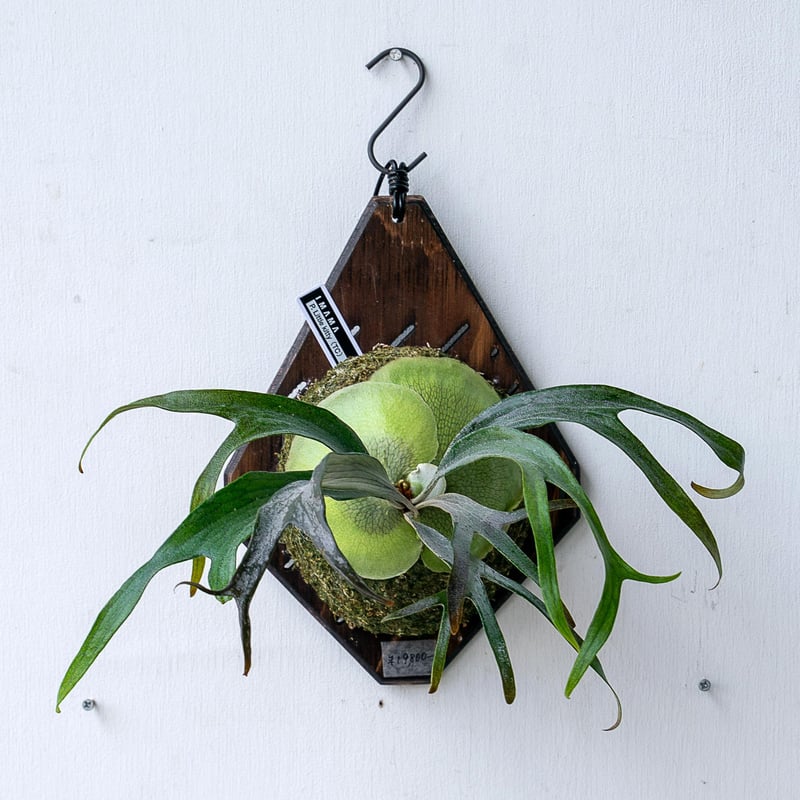 2025.11/12〜】板付ビカクシダ P.Little kitty（TC） | IMAMA