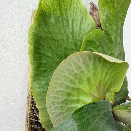 【2026.6/11〜】板付ビカクシダ　P. quadridichotomum × P. madagascariense