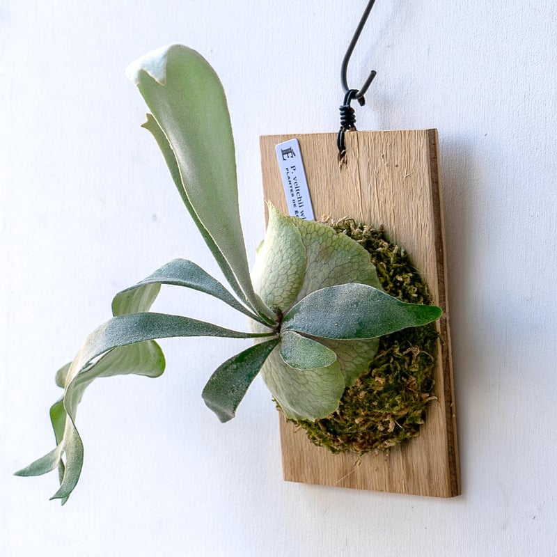 2025.11/12〜】板付ビカクシダ P. veitchii wild sporeli