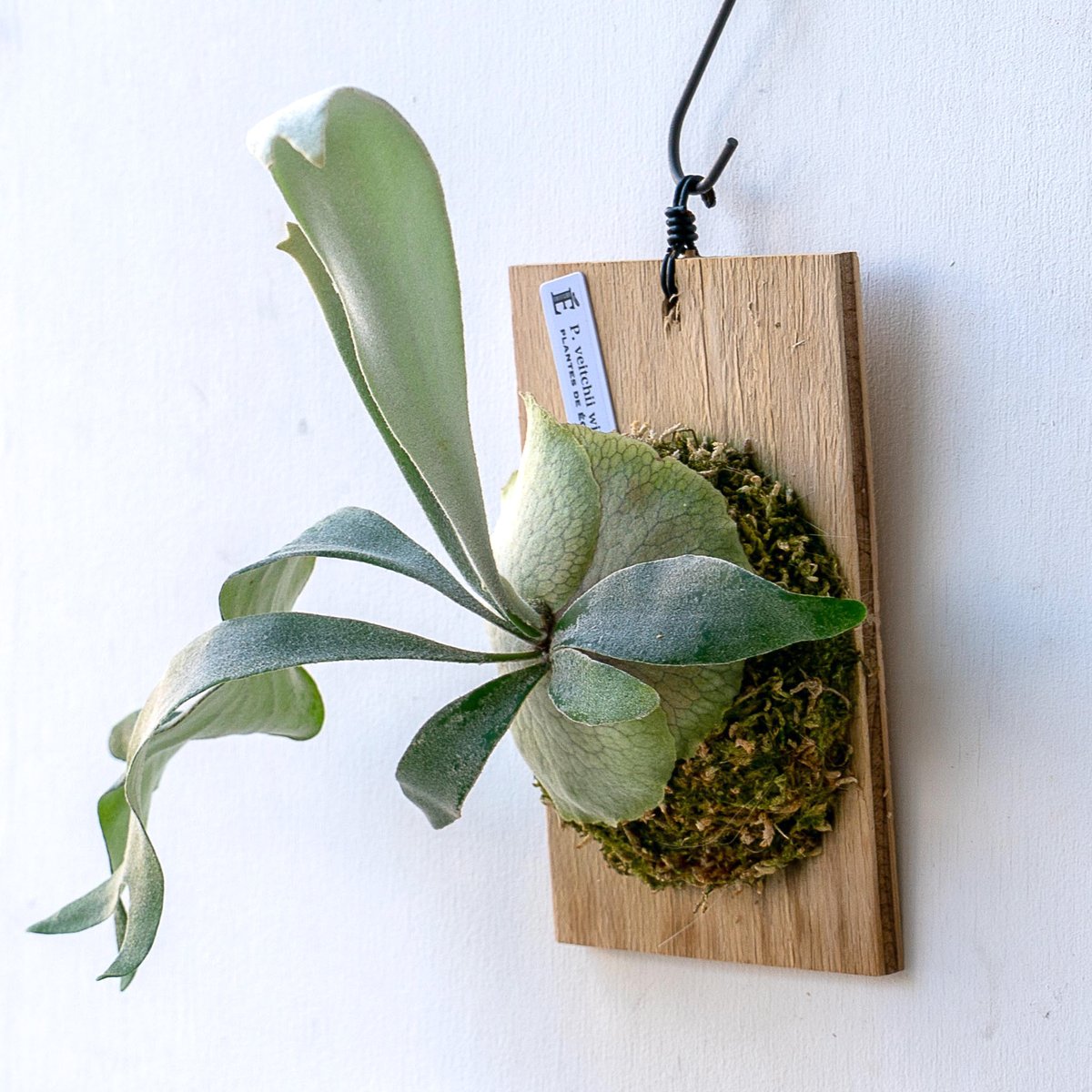 2025.11/12〜】板付ビカクシダ P. veitchii wild sporeli