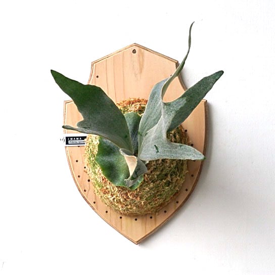 M*2様 P. Ginka Original ビカクシダ ビカクシダ P.Ginka spore 安心サイズ 【公式通販】