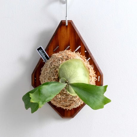 CATEGORY willinckii | IMAMA