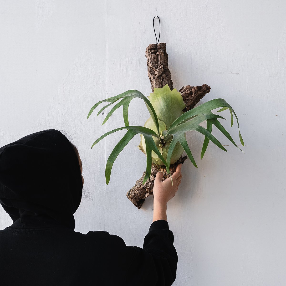 ビカクシダ アッキ P. Akki oc pup