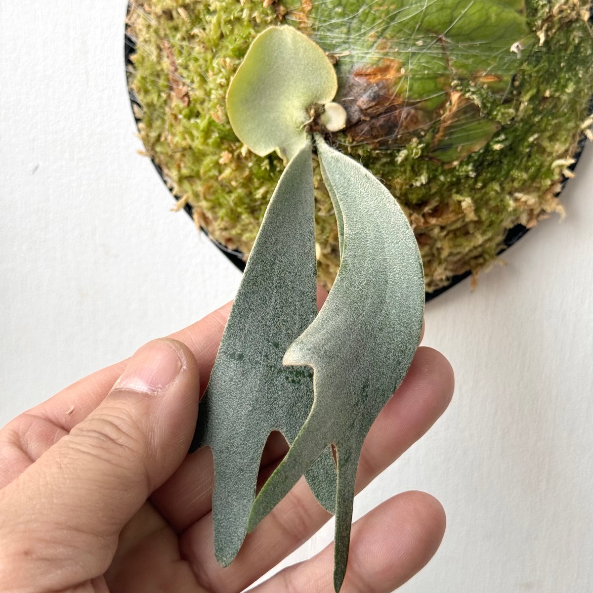 ビカクシダP. Willinckii Snow moon 雪月PUP株分子株