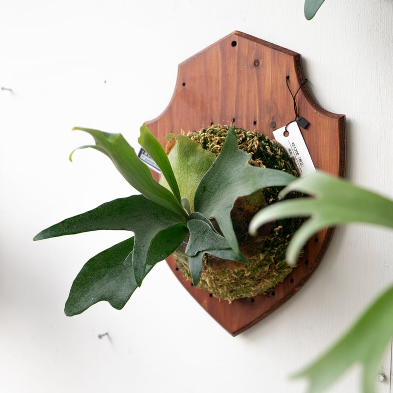 2025.9/29〜】板付ビカクシダ P. summer breeze | IMAMA