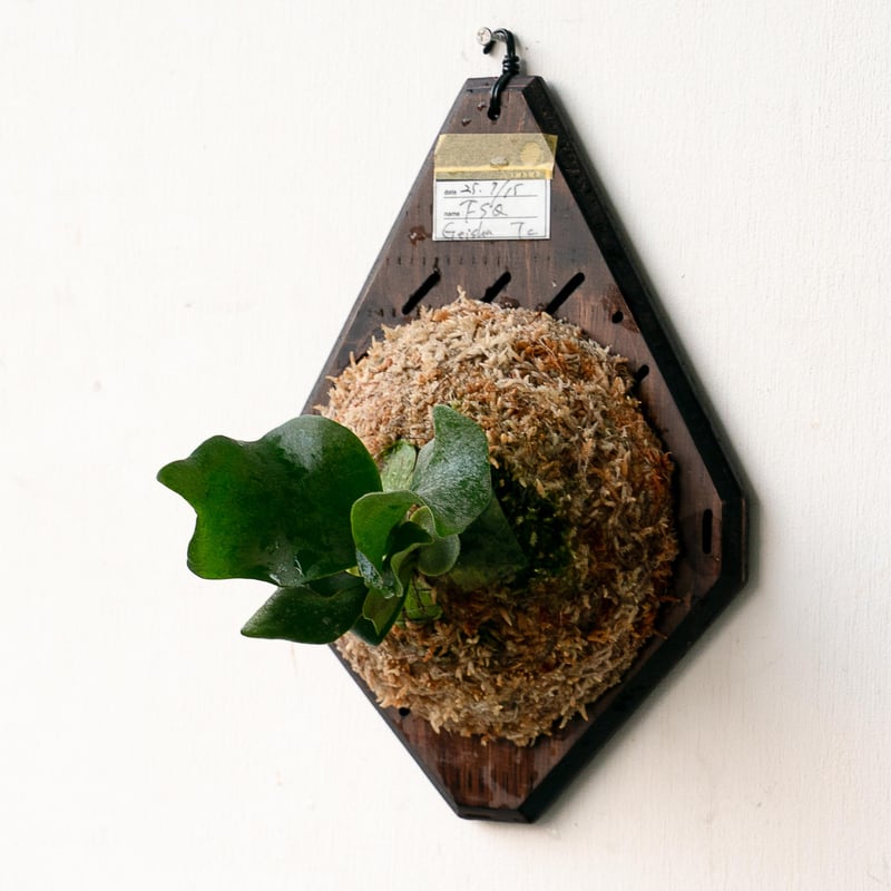 2025.11/22〜】板付ビカクシダ P. Foong siqi sporeling '