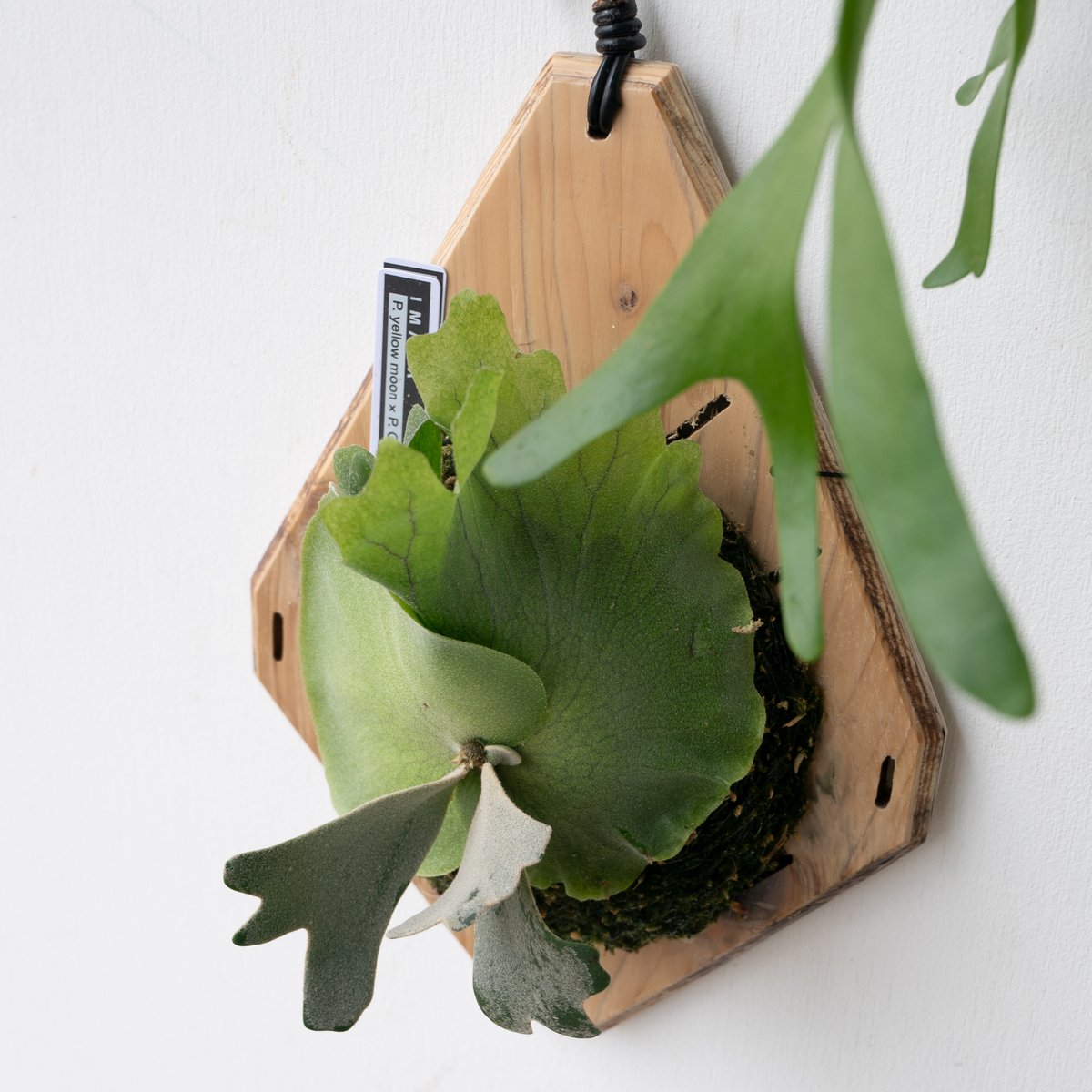 ビカクシダ　 Yellow moon ×ccs 現物 2025.9/23〜】板付ビカクシダ P. Yellow moon × CCS（spor