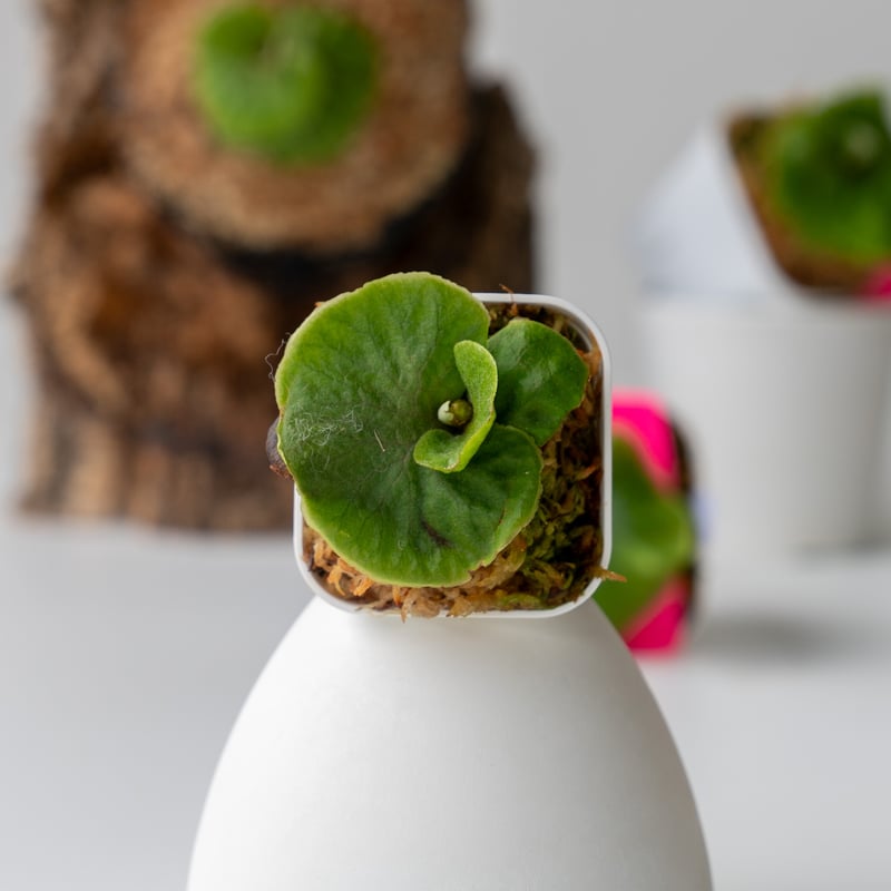 P.willinckii OMG 胞子培養苗 dwarf O.M.G ビカクシダ