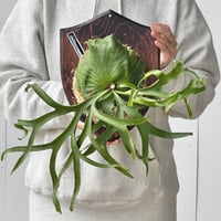 【2026.5/23〜】板付ビカクシダ　 P. coronarium 'White'